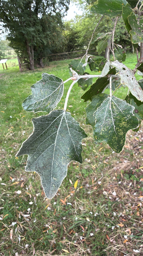white poplar