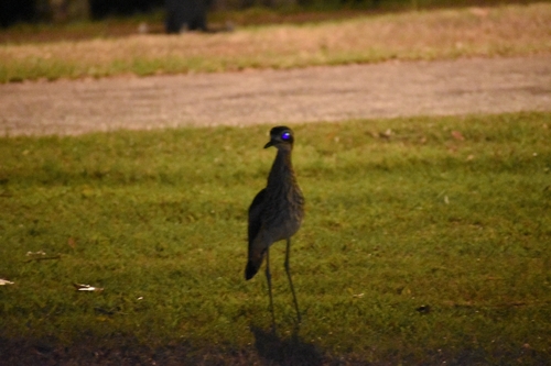 Bush Stone-curlew