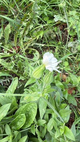 white campion