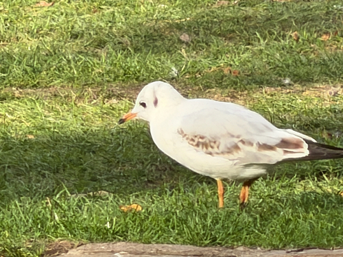 Black-headed Gull