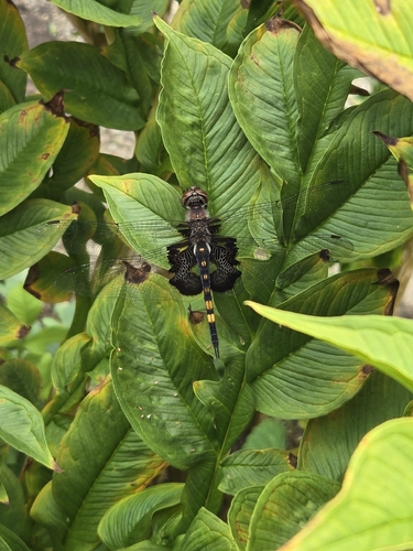 Black Saddlebags