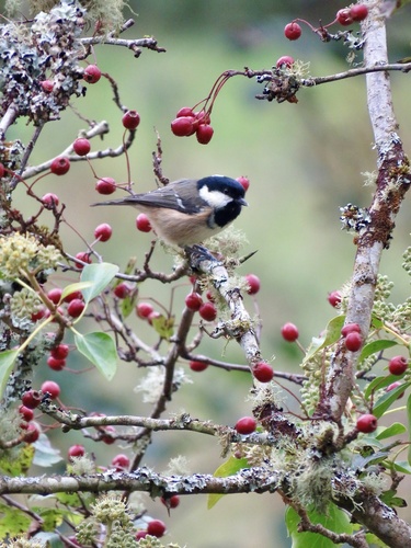 Coal Tit
