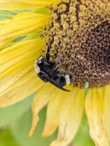 Yellow-faced Bumble Bee