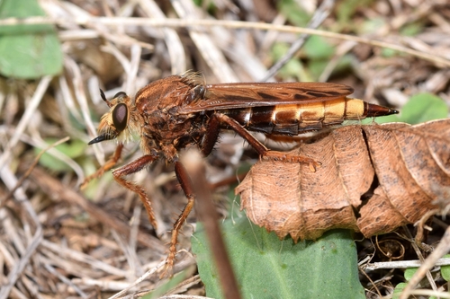 Hornet Robber Fly