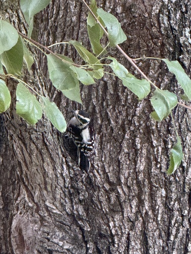 Downy Woodpecker