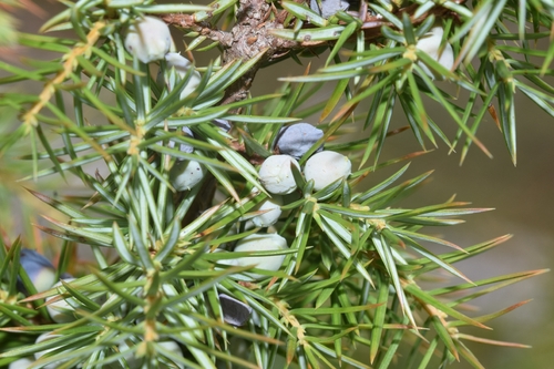 common juniper