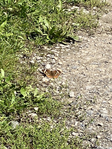 Common Buckeye