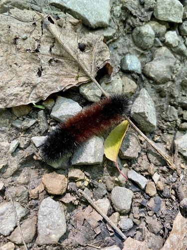 Isabella Tiger Moth