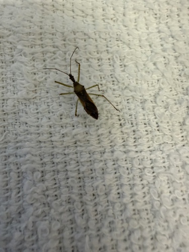 Leafhopper Assassin Bug