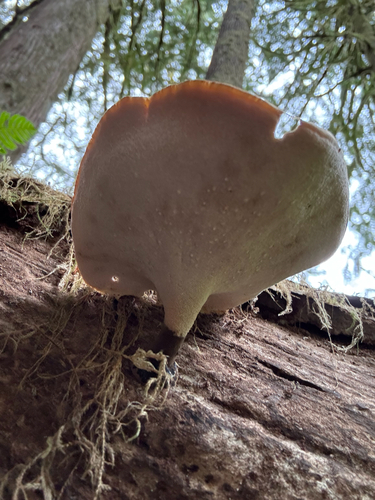 Bay Polypore