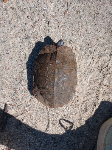 Wood Turtle
