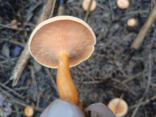 False Chanterelle