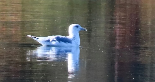 American Herring Gull
