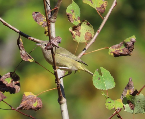 Orange-crowned Warbler