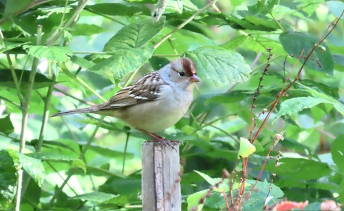 White-crowned Sparrow