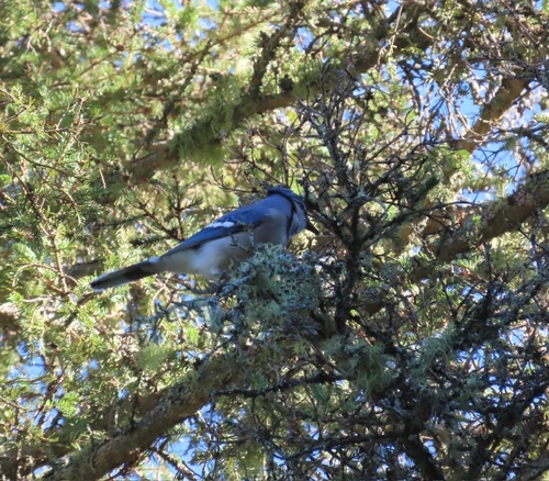 Blue Jay