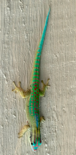 Ornate Day Gecko
