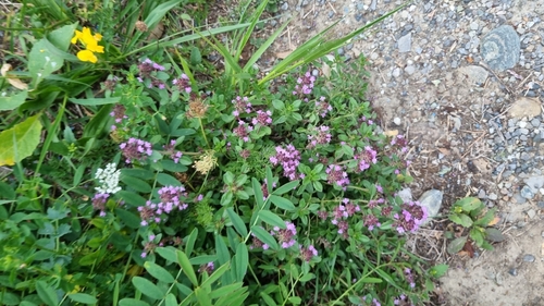 Large Thyme