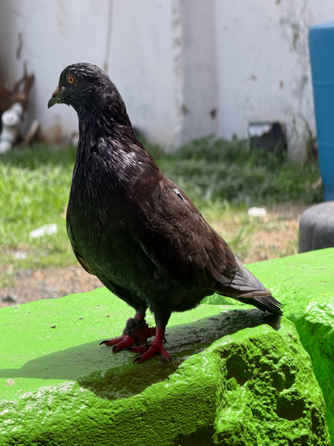 Feral Pigeon