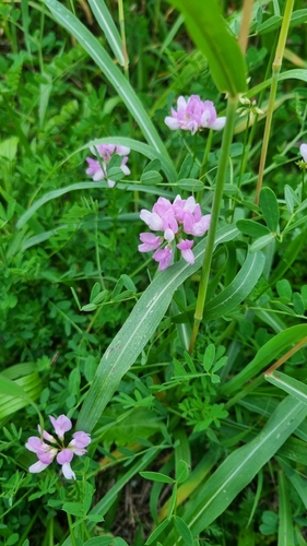 purple crownvetch