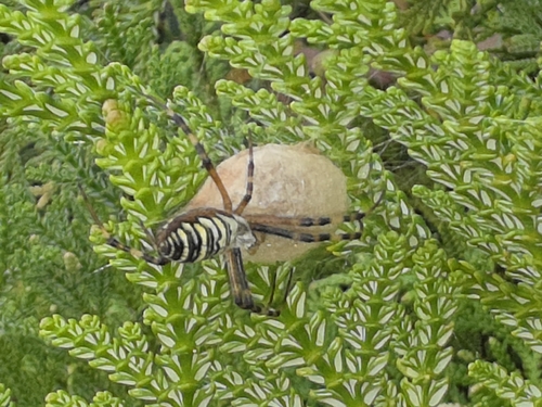 Wasp Spider