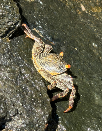 Thin-shelled Rock Crab