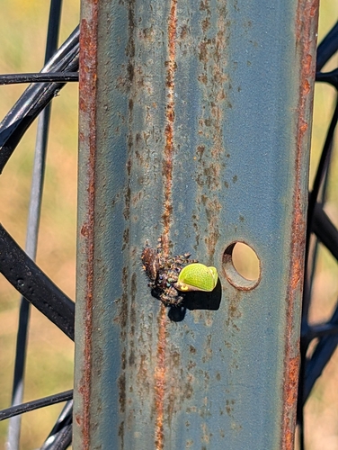Bold Jumping Spider