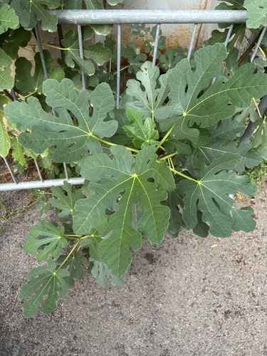 common fig