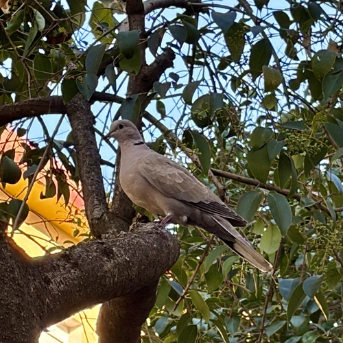 Eurasian Collared-Dove