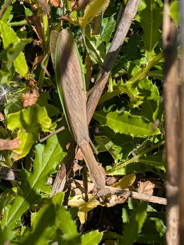Chinese Mantis