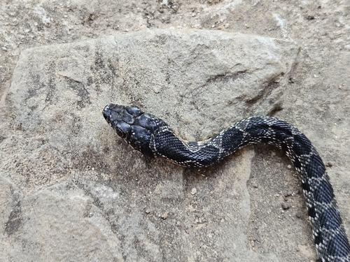 Horseshoe Whip Snake