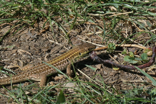 Northern Italian Wall Lizard