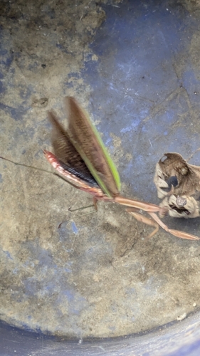 Chinese Mantis