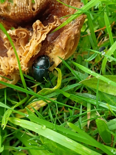 Woodland Dor Beetle