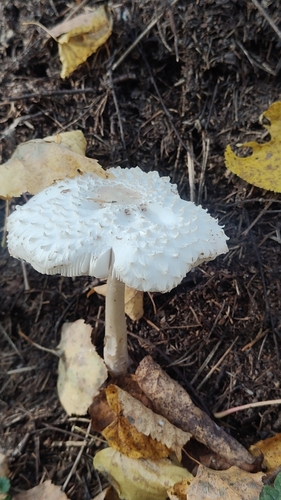 Leucocoprinus nympharum