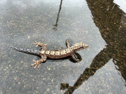 Mourning Gecko