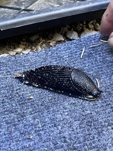 Black Slug