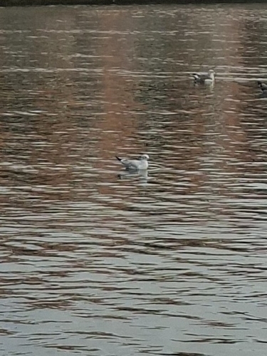 Black-headed Gull