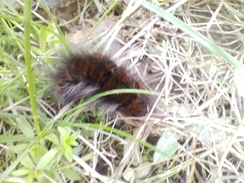 Fox Moth