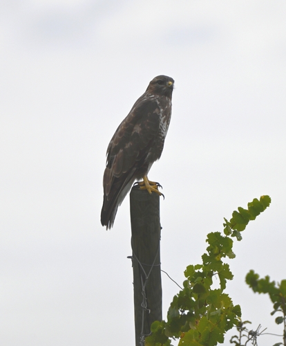 Common Buzzard