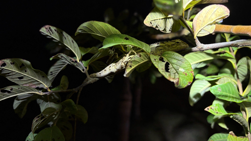 Indian Garden Lizard