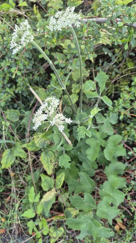 hogweed