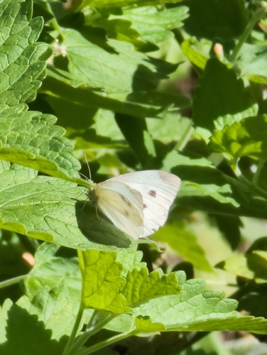 Small White