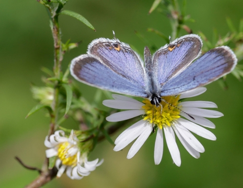 Eastern Tailed-Blue