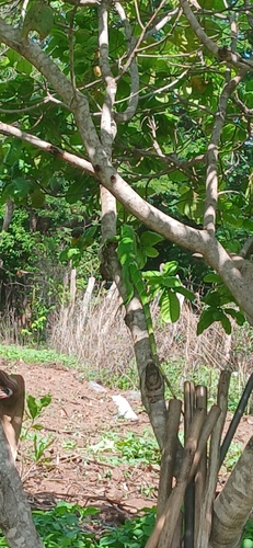 Green Iguana