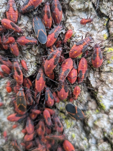 Eastern Boxelder Bug
