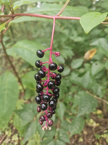 American pokeweed