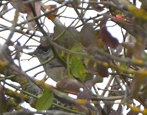 Eurasian Blackcap