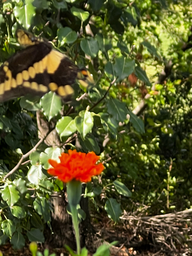 Eastern Giant Swallowtail