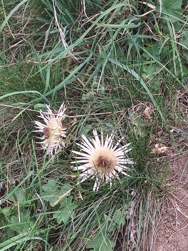 Silver Thistle
